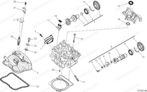 Testa - Distribuzione